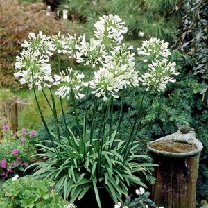 Agapanthus afr. 'Albidus' geen maat specificatie 0,55L/P9cm - afbeelding 6