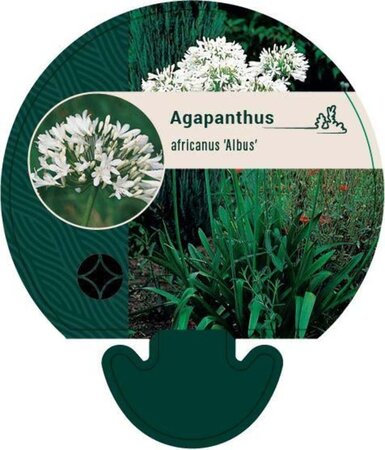 Agapanthus afr. 'Albidus' geen maat specificatie 0,55L/P9cm - image 5