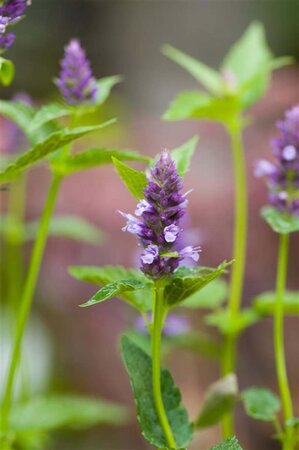 Agastache 'Black Adder' geen maat specificatie 0,55L/P9cm - image 3