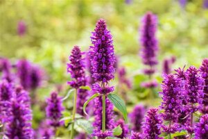 Agastache 'Blue Boa' geen maat specificatie 0,55L/P9cm - afbeelding 1