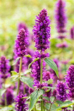 Agastache 'Blue Boa' geen maat specificatie 0,55L/P9cm - afbeelding 2