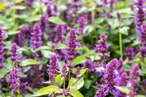 Agastache 'Blue Boa' geen maat specificatie 0,55L/P9cm - afbeelding 3