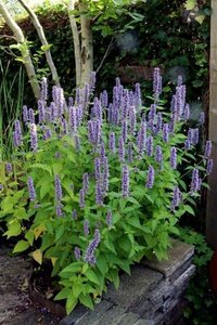 Agastache 'Blue Fortune' geen maat specificatie 0,55L/P9cm - afbeelding 5