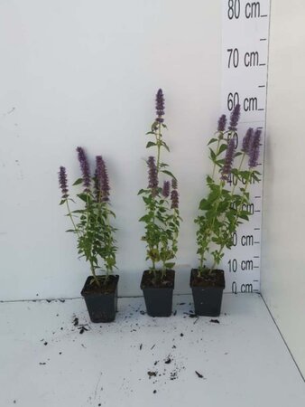 Agastache 'Blue Fortune' geen maat specificatie 0,55L/P9cm - image 3