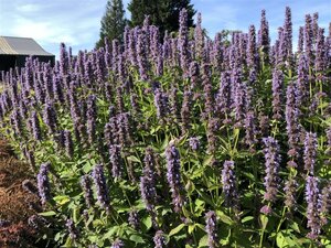 Agastache 'Blue Fortune' geen maat specificatie 0,55L/P9cm - image 10