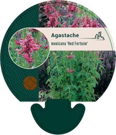 Agastache mex. 'Red Fortune' geen maat specificatie 0,55L/P9cm - image 3