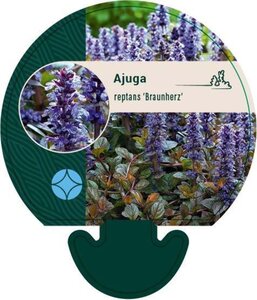 Ajuga reptans 'Braunherz' geen maat specificatie 0,55L/P9cm - afbeelding 5