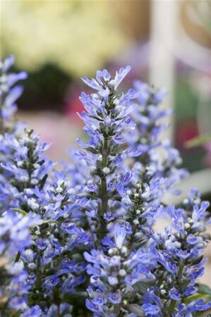 Ajuga reptans geen maat specificatie 0,55L/P9cm - afbeelding 1