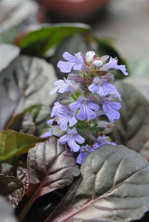 Ajuga reptans geen maat specificatie 0,55L/P9cm - afbeelding 2