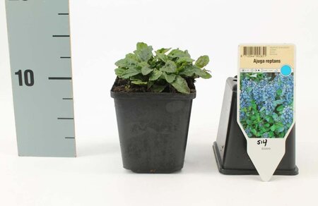 Ajuga reptans geen maat specificatie 0,55L/P9cm - afbeelding 6