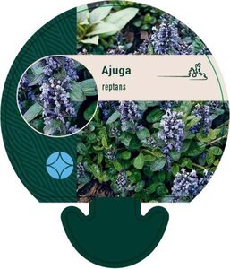 Ajuga reptans geen maat specificatie 0,55L/P9cm - image 6