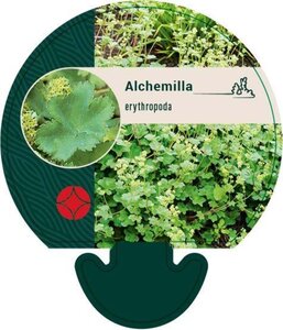 Alchemilla erythropoda geen maat specificatie 0,55L/P9cm - image 2