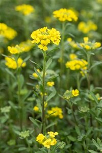 Alyssum montanum 'Berggold' geen maat specificatie 0,55L/P9cm - afbeelding 2