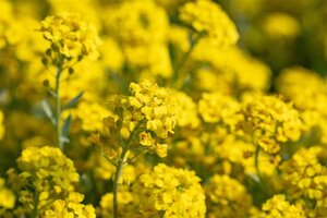 Alyssum montanum 'Berggold' geen maat specificatie 0,55L/P9cm - afbeelding 3