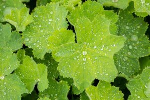 Alchemilla mollis geen maat specificatie 0,55L/P9cm - image 1