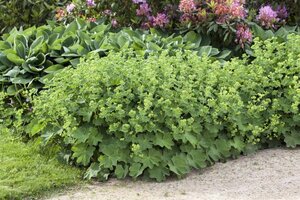 Alchemilla mollis geen maat specificatie 0,55L/P9cm - image 16