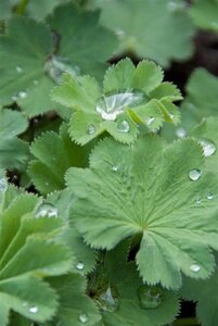 Alchemilla mollis geen maat specificatie 0,55L/P9cm - image 2