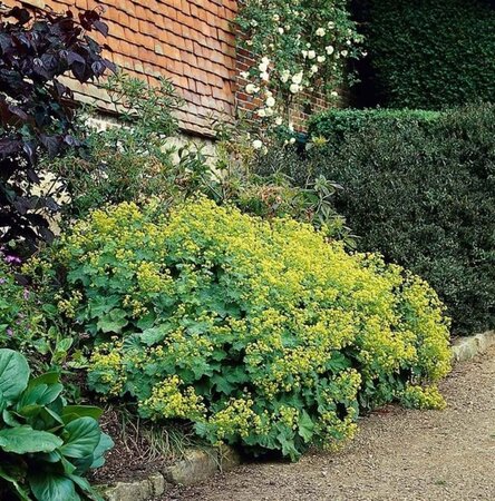 Alchemilla mollis geen maat specificatie 0,55L/P9cm - image 17