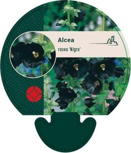 Alcea r. 'Nigra' geen maat specificatie 0,55L/P9cm