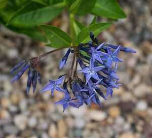 Amsonia 'Blue Ice' geen maat specificatie 0,55L/P9cm - image 1