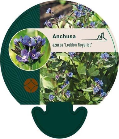 Anchusa azurea 'Loddon Royalist' geen maat specificatie 0,55L/P9cm - image 2