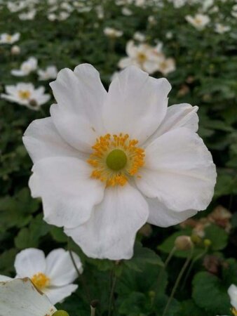 Anemone hyb. 'Honorine Jobert' geen maat specificatie 0,55L/P9cm - afbeelding 4