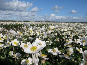 Anemone hyb. 'Honorine Jobert' geen maat specificatie 0,55L/P9cm - afbeelding 3