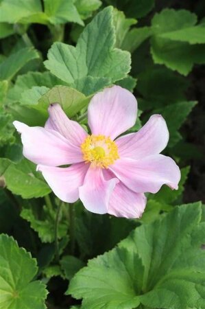 Anemone hyb. 'Loreley' geen maat specificatie 0,55L/P9cm - afbeelding 3