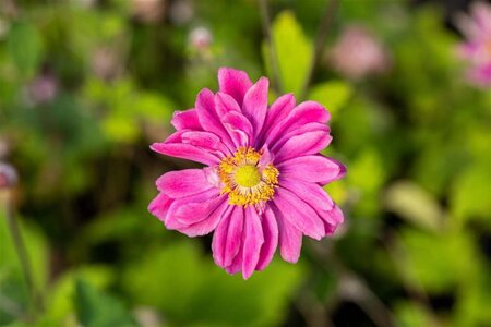 Anemone hyb. 'Pamina' geen maat specificatie 0,55L/P9cm - afbeelding 1