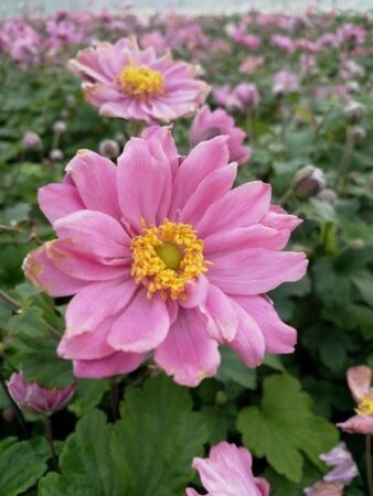 Anemone hyb. 'Pamina' geen maat specificatie 0,55L/P9cm - afbeelding 3