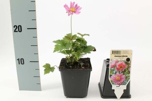 Anemone hyb. 'Pamina' geen maat specificatie 0,55L/P9cm - afbeelding 4