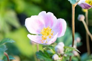 Anemone h. 'September Charm' geen maat specificatie 0,55L/P9cm - image 1