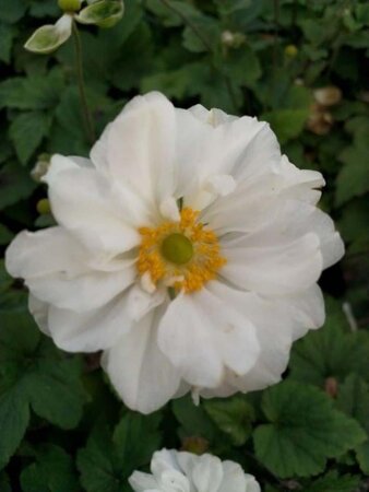 Anemone hyb. 'Whirlwind' geen maat specificatie 0,55L/P9cm - afbeelding 5