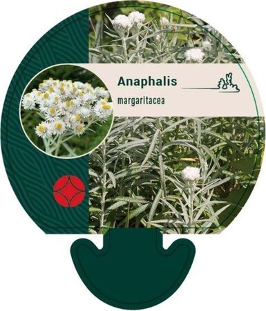 Anaphalis margaritacea geen maat specificatie 0,55L/P9cm