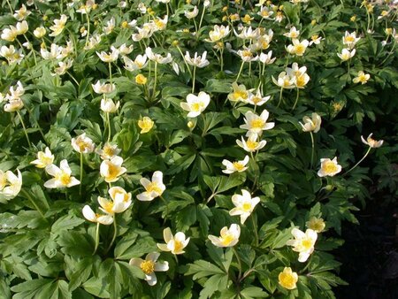 Anemone nemorosa geen maat specificatie 0,55L/P9cm - image 2