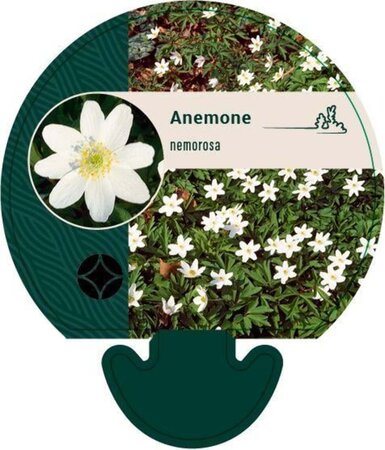 Anemone nemorosa geen maat specificatie 0,55L/P9cm - image 8