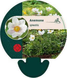 Anemone sylvestris geen maat specificatie 0,55L/P9cm - image 6