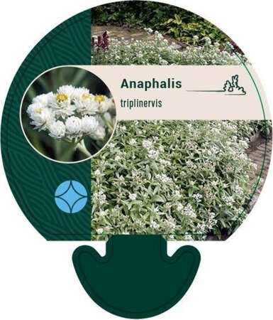 Anaphalis triplinervis geen maat specificatie 0,55L/P9cm - image 2