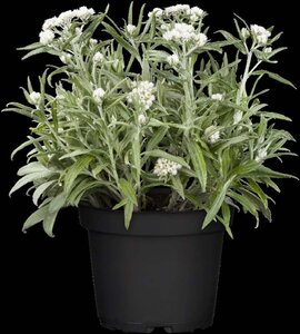 Anaphalis tripl. 'Sommerschnee' geen maat specificatie 0,55L/P9cm - image 2