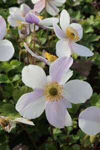 Anemone Wild Swan geen maat specificatie 0,55L/P9cm - image 4