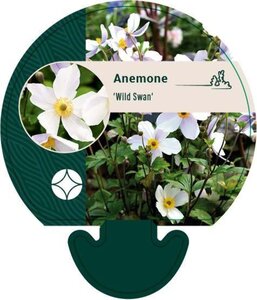 Anemone Wild Swan geen maat specificatie 0,55L/P9cm - image 5