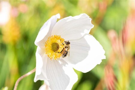 Anemone Wild Swan geen maat specificatie 0,55L/P9cm - image 1