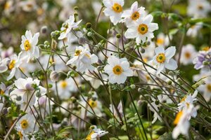 Anemone Wild Swan geen maat specificatie 0,55L/P9cm - image 3