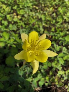Aquilegia chrysantha 'Yellow Queen' geen maat specificatie 0,55L/P9cm - image 3