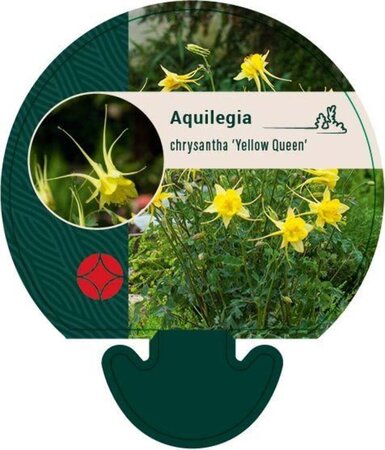 Aquilegia chrysantha 'Yellow Queen' geen maat specificatie 0,55L/P9cm - image 4