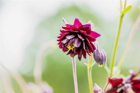 Aquilegia v. 'Black Barlow' geen maat specificatie 0,55L/P9cm - image 1