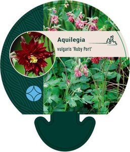 Aquilegia v. 'Ruby Port' geen maat specificatie 0,55L/P9cm