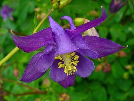 Aquilegia vulgaris geen maat specificatie 0,55L/P9cm - image 1