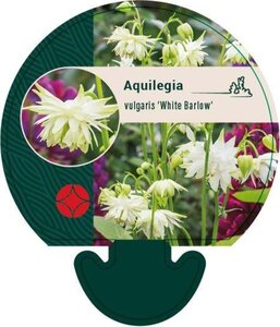 Aquilegia v. 'White Barlow' geen maat specificatie 0,55L/P9cm