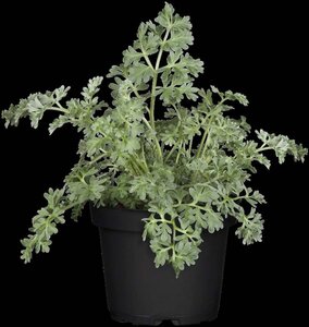 Artemisia absinthium geen maat specificatie 0,55L/P9cm - afbeelding 1